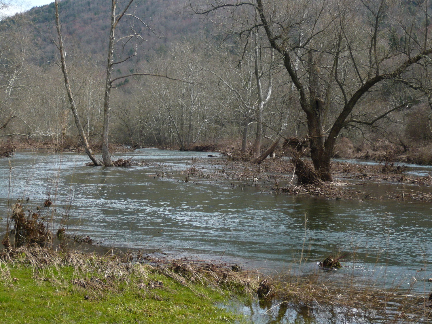 The East Branch of the Delaware, at 1,400 cfs, on April 14. Normal flow is 100 cfs.